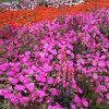 Landesgartenschau 2017
